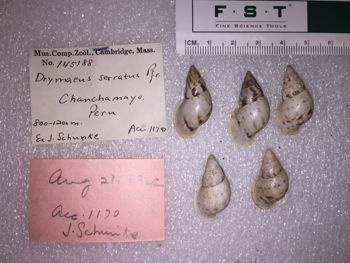 Media type: image; Malacology 145188 Description: 145188_Drymaeus_serratus image;